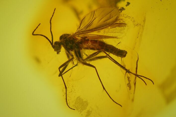 Fossil Fly (Diptera) In Baltic Amber #163502